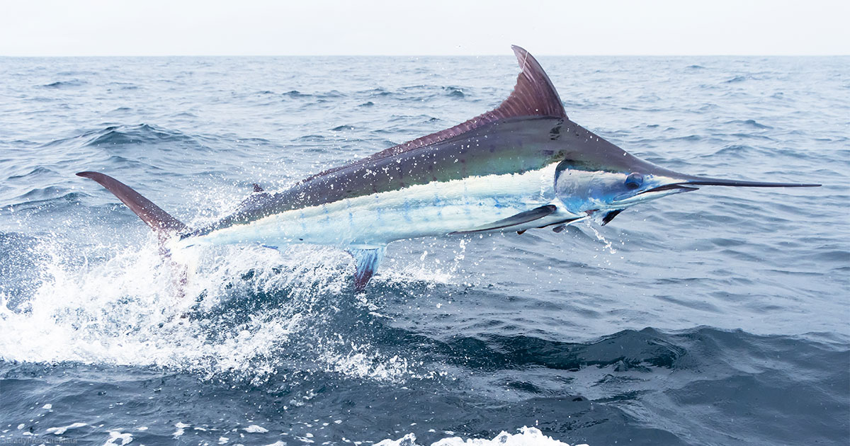 10-Hour Private Fishing Charter on Maui