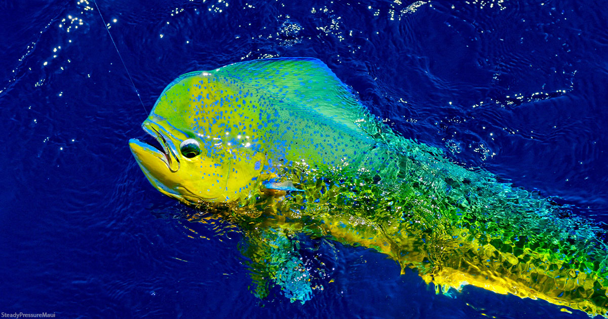 6 Hour Fishing Charter on Maui Steady Pressure Sportfishing