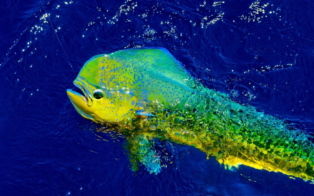 Fishing in Maui in July: A Summer Paradise with Steady Pressure Sportfishing
