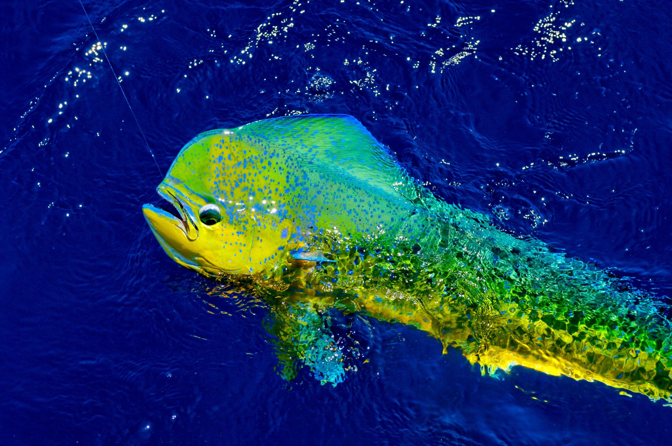 a fish poking its head out of the water