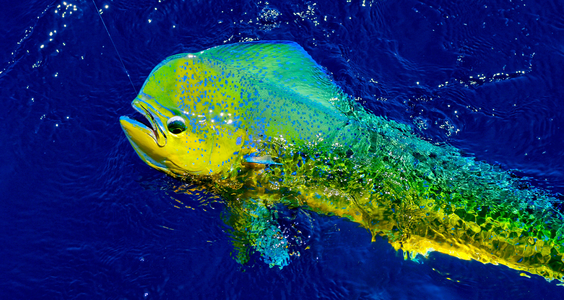 Maui Sportfishing Mahi-Mahi