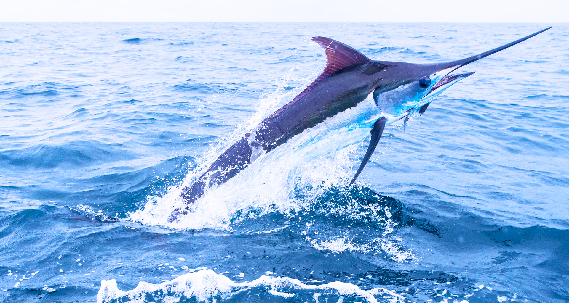 Maui Sportfishing Marlin Jump